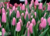 Tulipa Matchmaker ® (3)